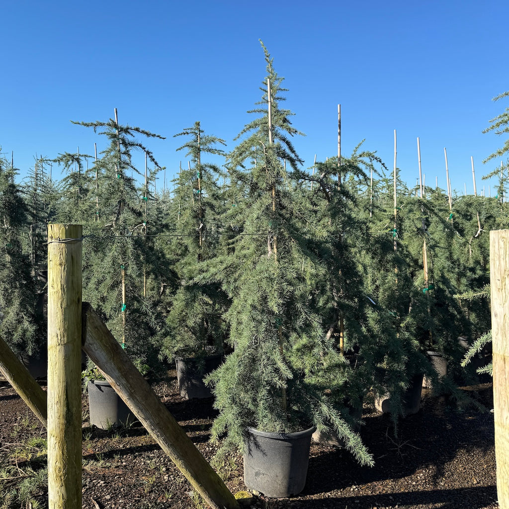 Cedrus libani 'Pendula'