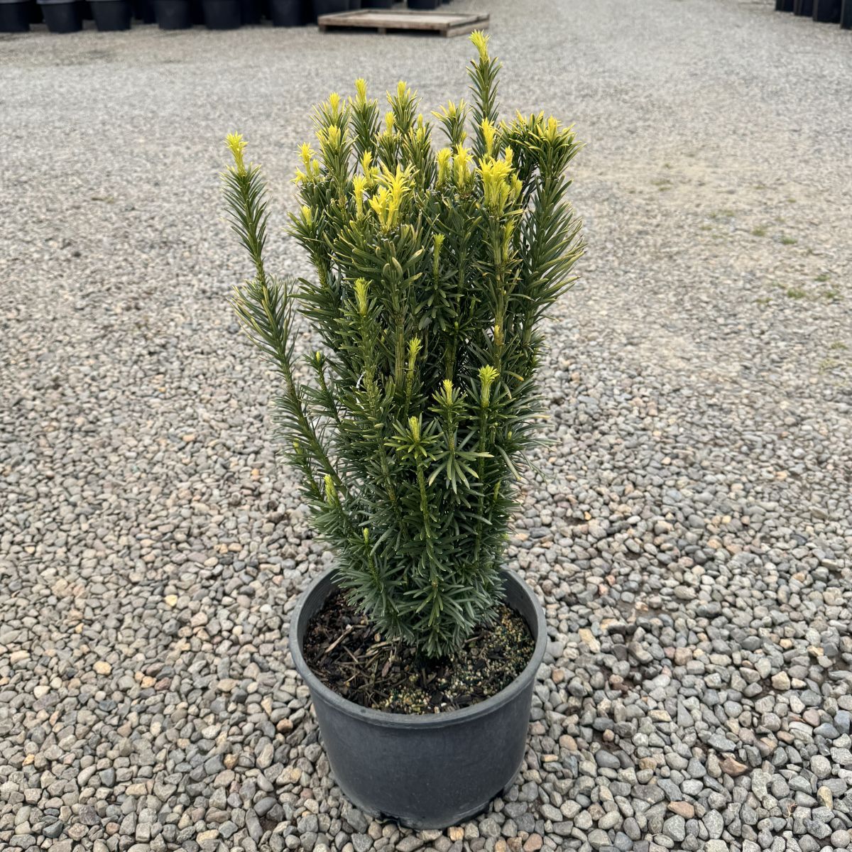 Cephalotaxus harringtonia 'Fastigiata'