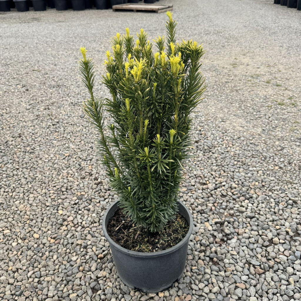Cephalotaxus harringtonia 'Fastigiata'