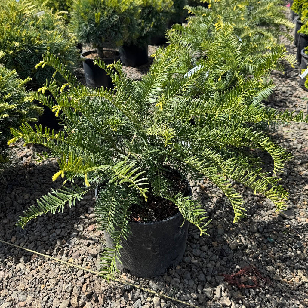 Cephalotaxus harringtonia 'Prostrata'
