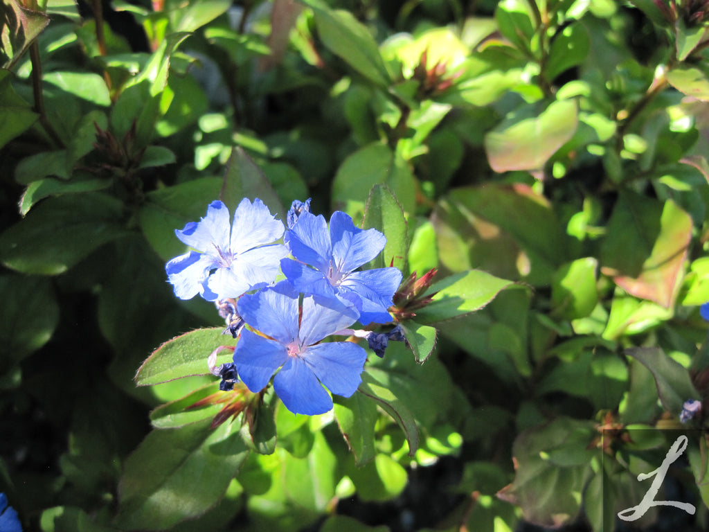 Ceratostigma plumbaginoides