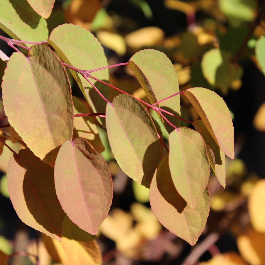 Cercidiphyllum japonicum (CG)