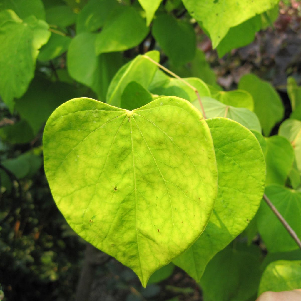 Cercis can. 'Hearts of Gold' PP17740 (purple)