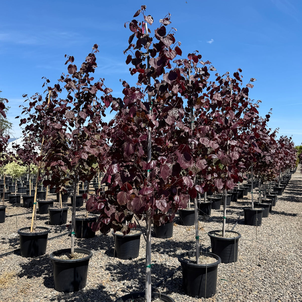 Cercis can. Midnight Express® 'RNI-RCC3' PP34213
