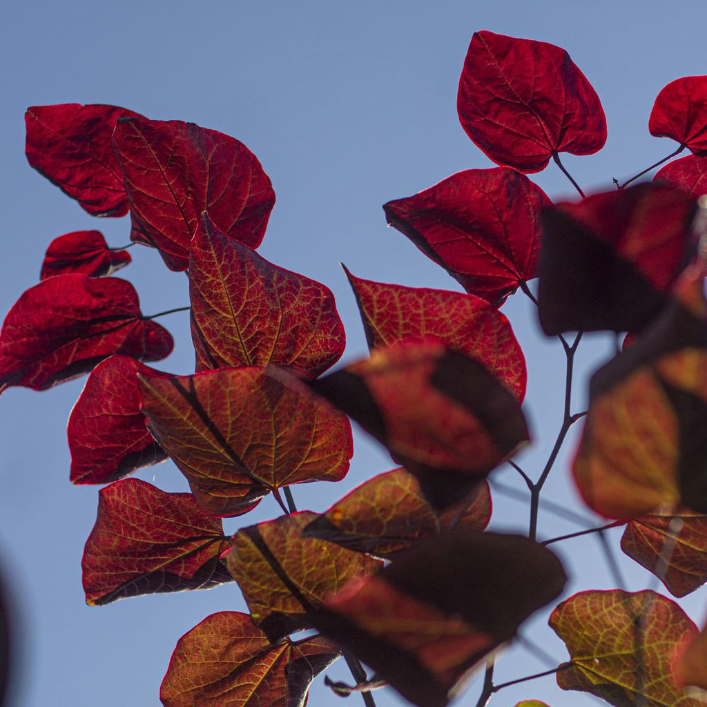 Cercis can. 'Forest Pansy' (pink) (CG)