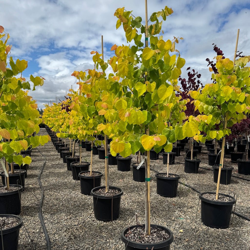 Cercis can. 'Hearts of Gold' PP17740 (purple)