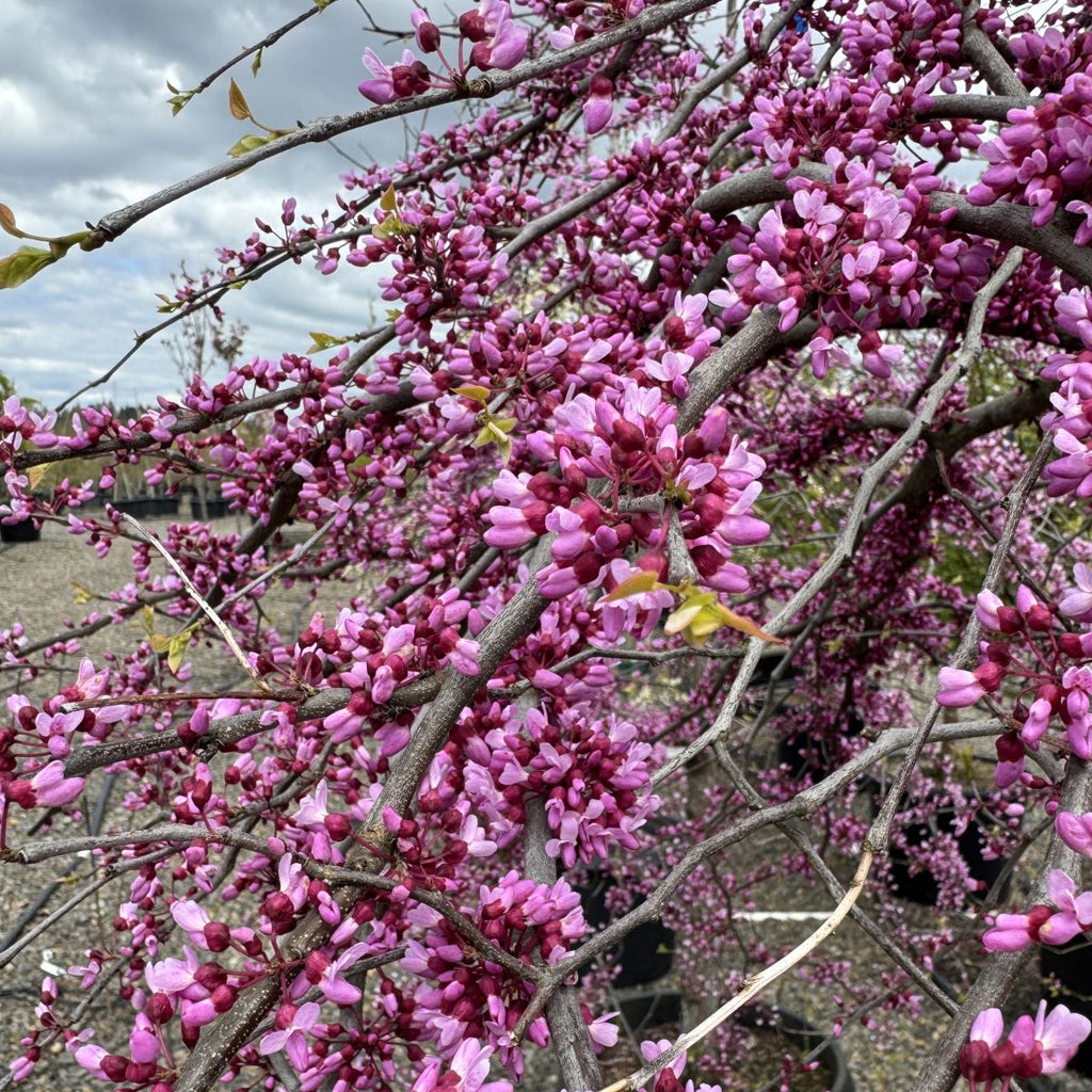 Cercis can. 'Pink Heartbreaker' PPAF
