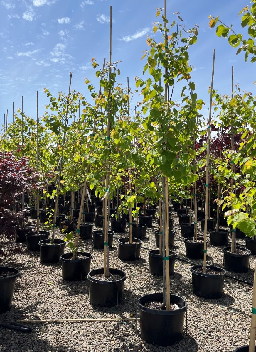 Cercis can. 'Tennessee Pink'