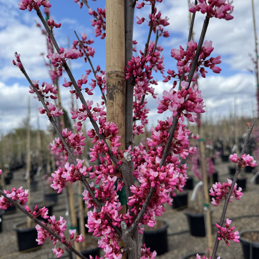 Cercis can. 'Tennessee Pink'