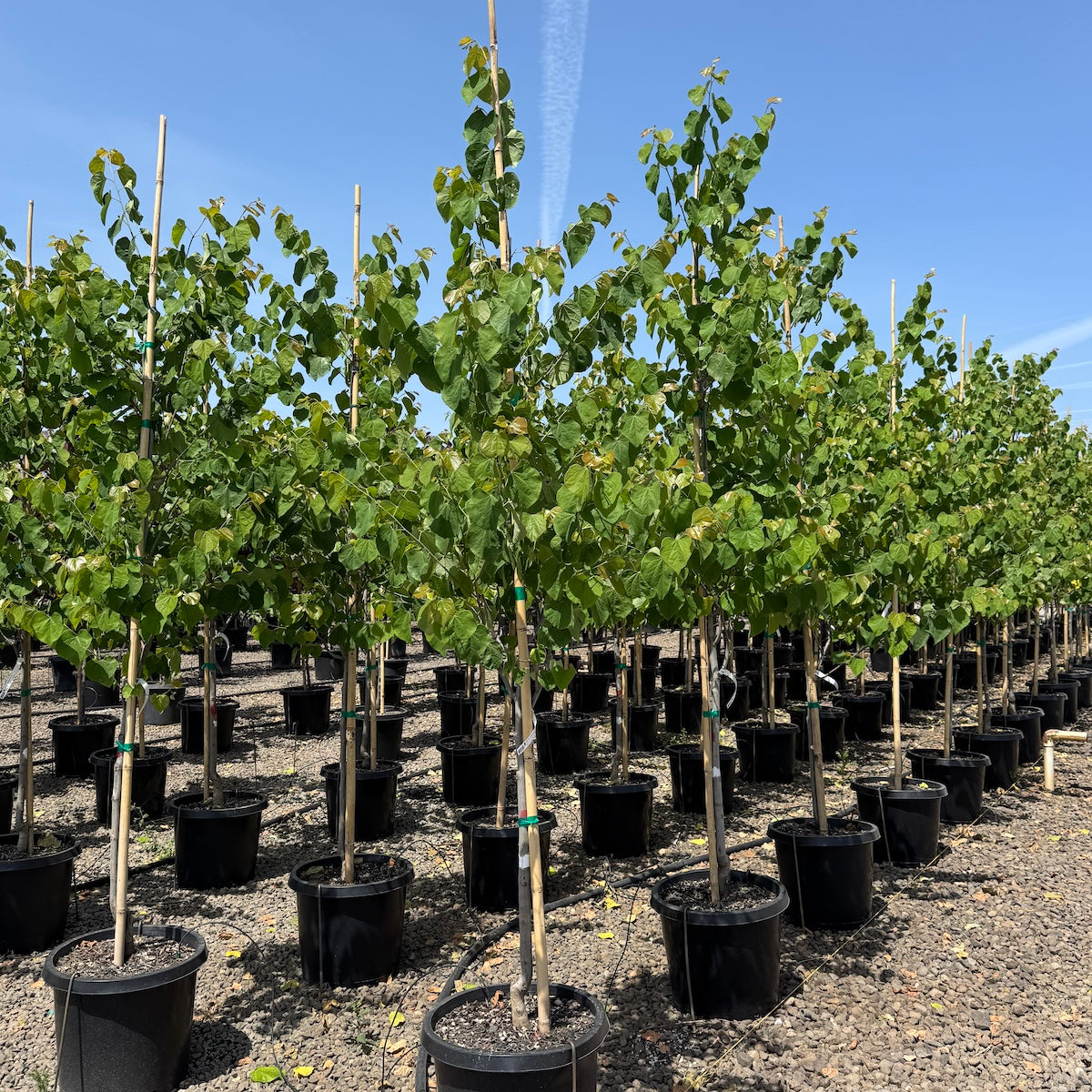 Cercis can. 'Tennessee Pink'
