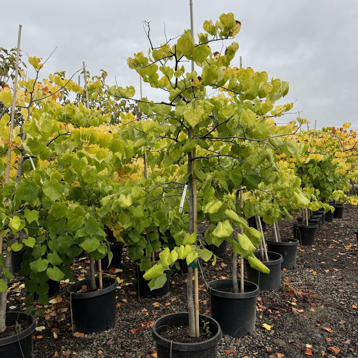 Cercis can. 'Vanilla Twist' PP22744 )