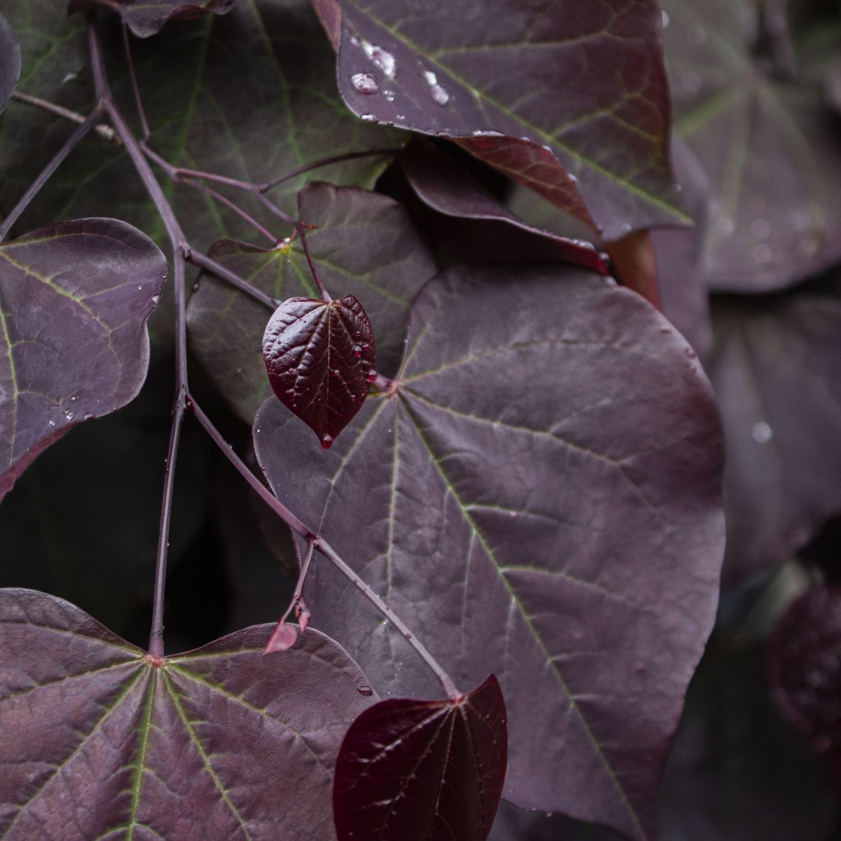 Cercis can. 'Merlot' PP22297