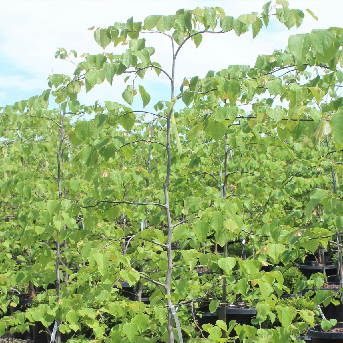 Cercis can. 'Pink Heartbreaker' PPAF