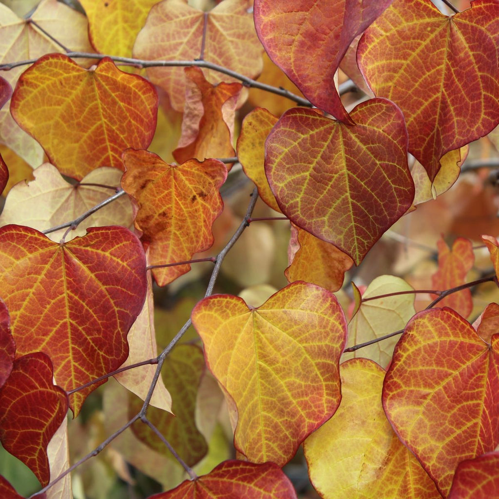Cercis can. 'Ruby Falls' PP22097 (BBP)