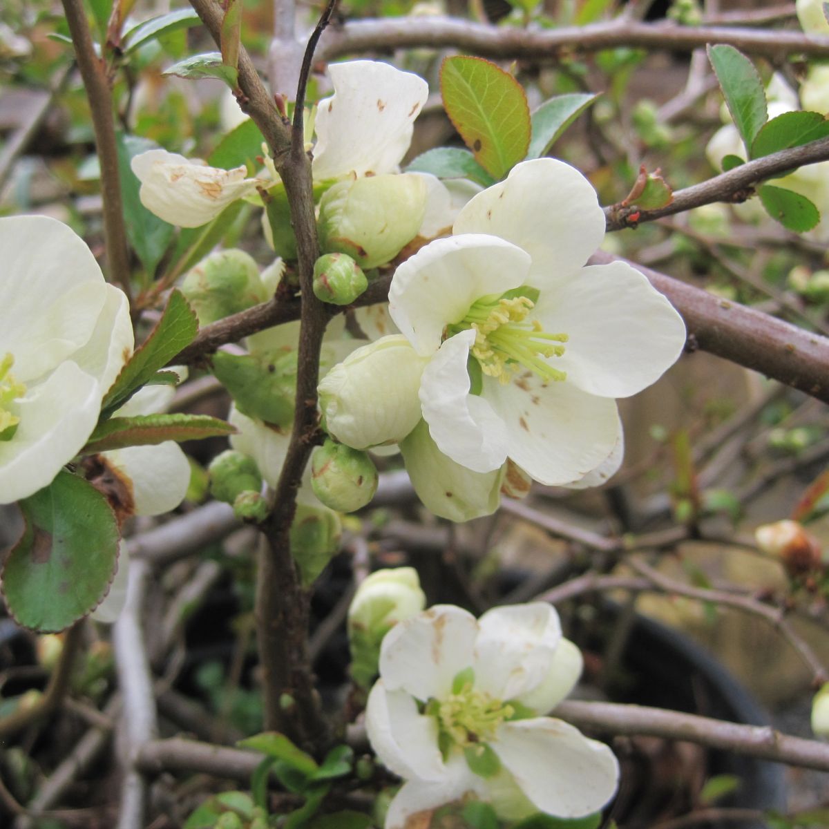 Chaenomeles japonica 'Jet Trail' (white)