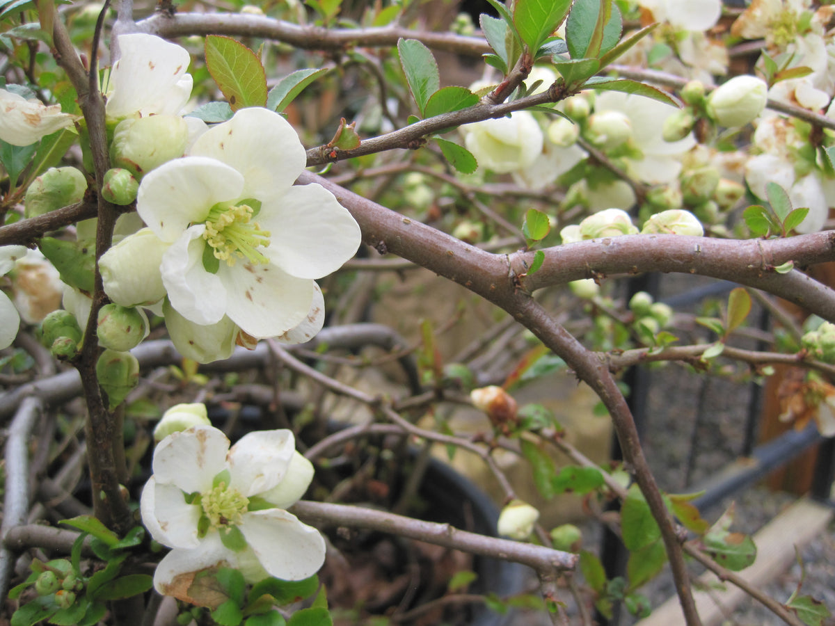 Chaenomeles japonica 'Jet Trail' (white)