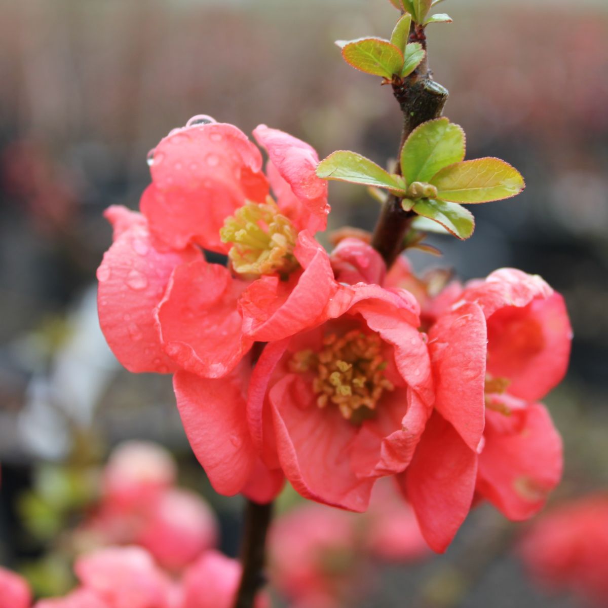 Chaenomeles 'Scariff's Red'