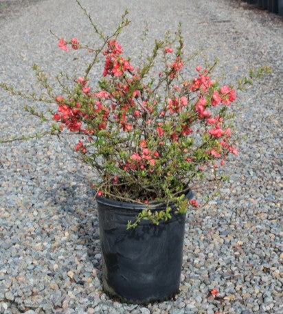 Chaenomeles japonica 'Texas Scarlet' (red)