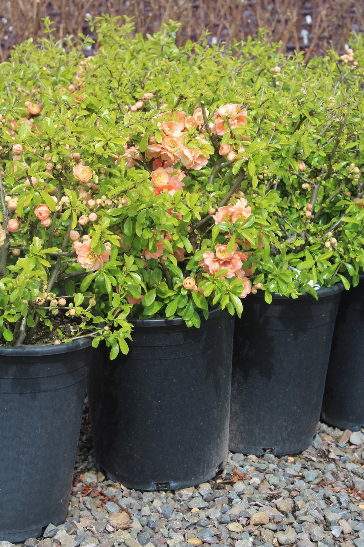 Chaenomeles japonica 'Cameo' (apricot)