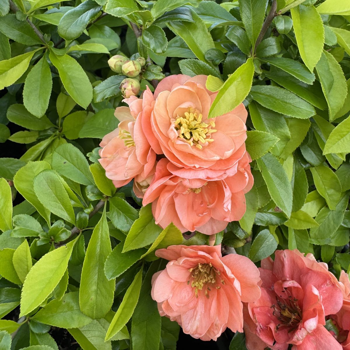 Chaenomeles japonica 'Cameo' (apricot)