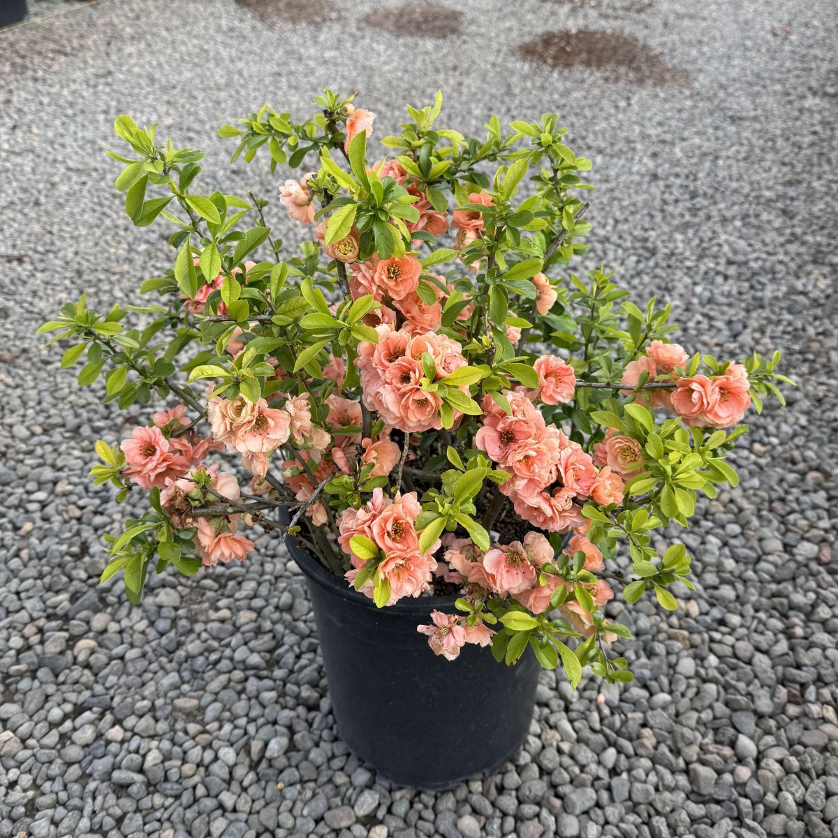 Chaenomeles japonica 'Cameo' (apricot)