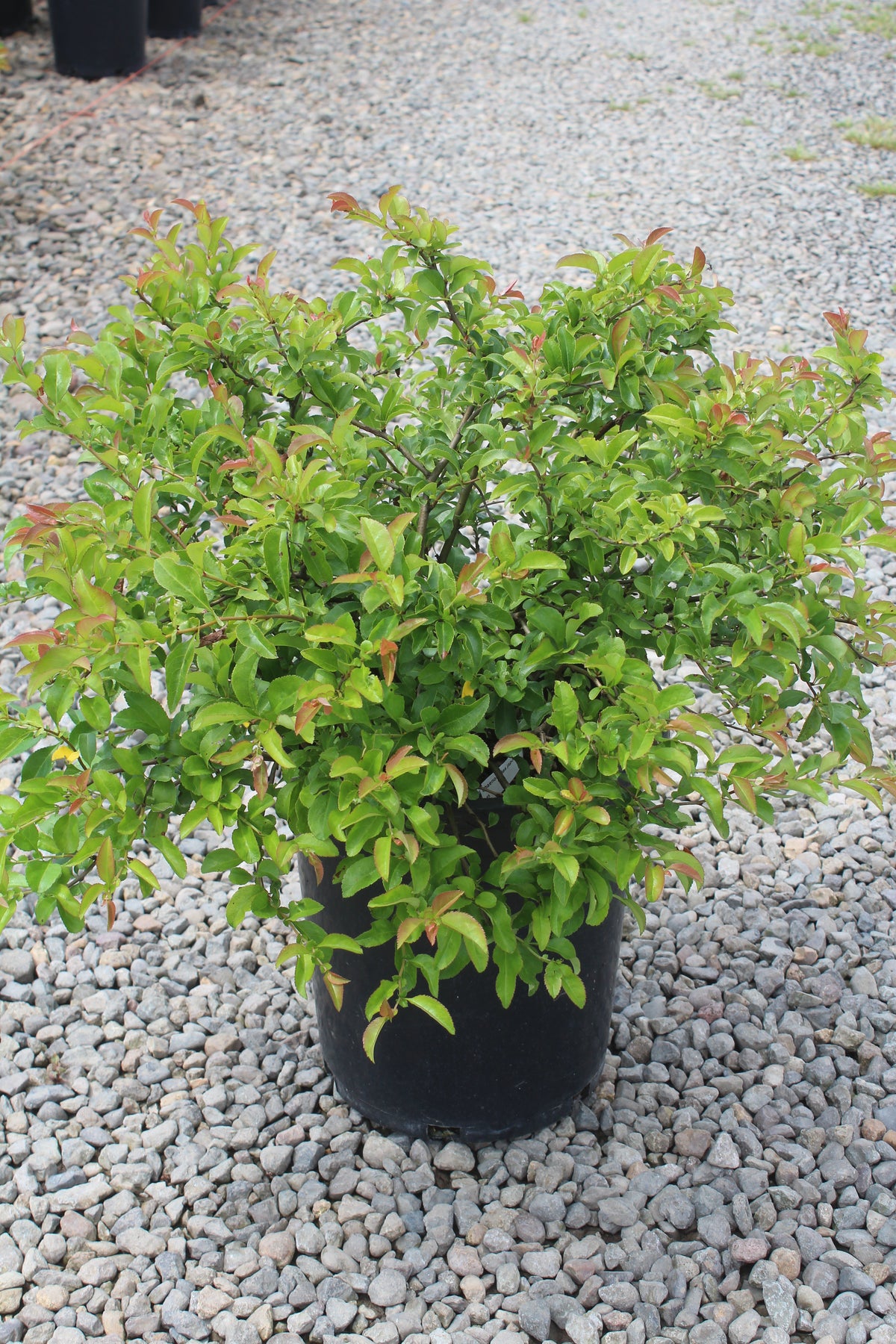 Chaenomeles japonica 'Jet Trail' (white)