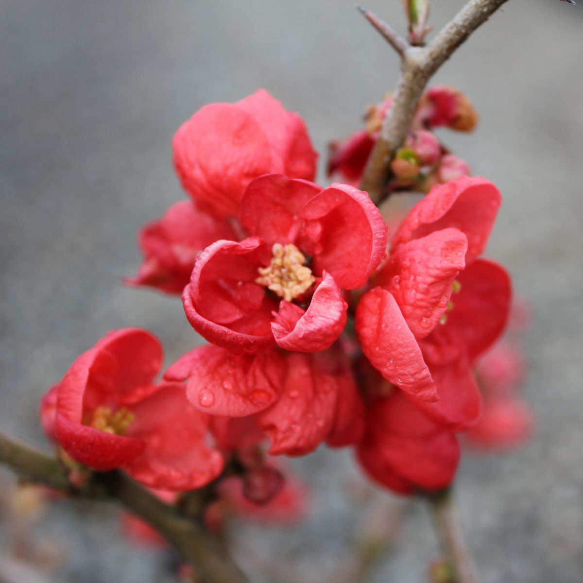 Chaenomeles japonica 'Texas Scarlet' (red)