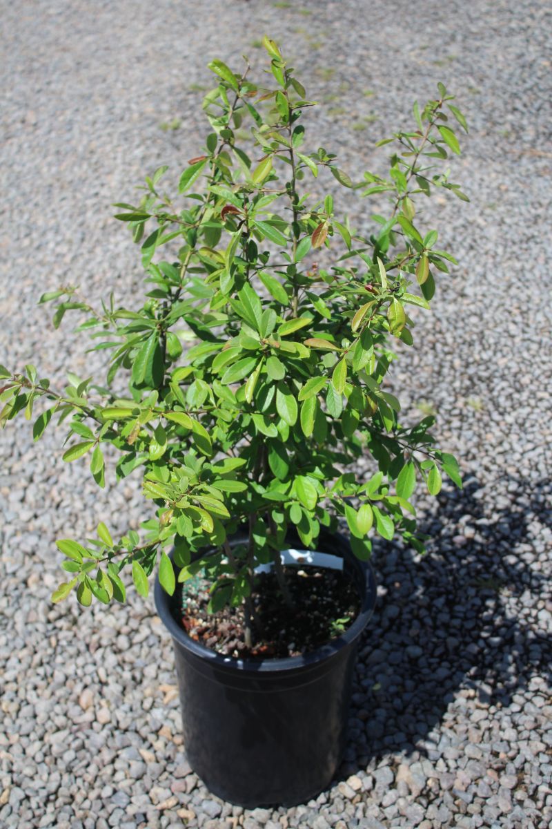 Chaenomeles japonica 'Toyo Nishiki' (pink)