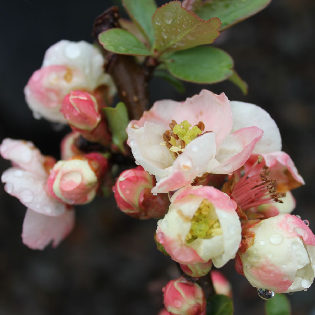 Chaenomeles japonica 'Toyo Nishiki' (pink)