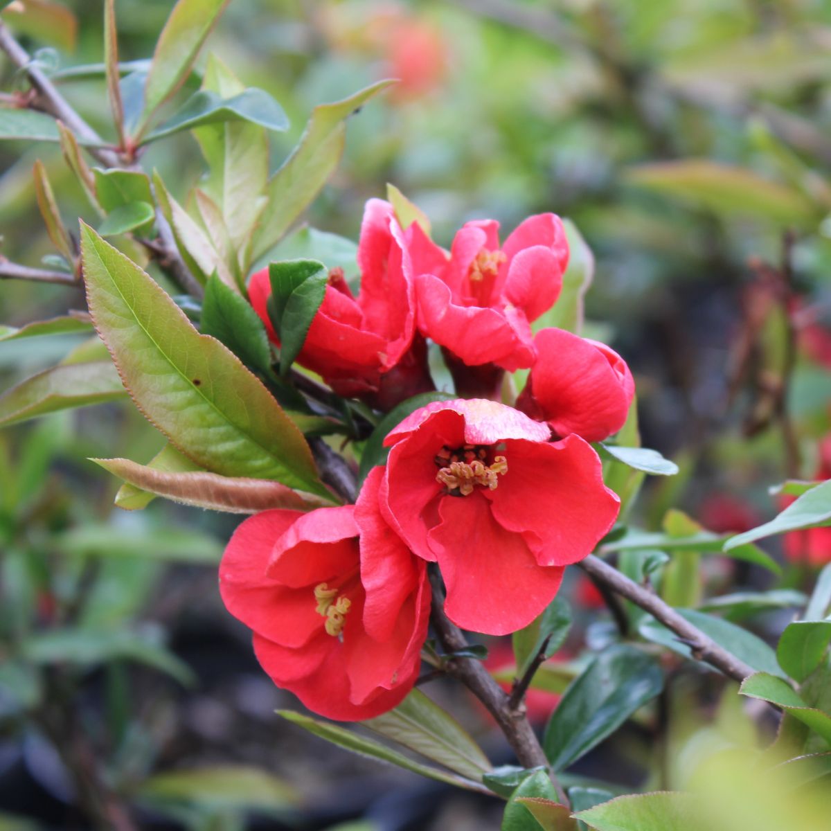 Chaenomeles speciosa 'Spitfire' (red)