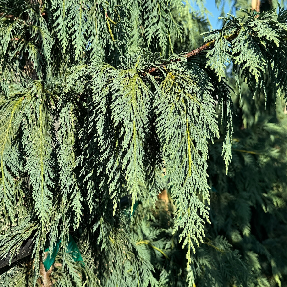 Chamaecyparis nootk. 'Glauca Pendula'