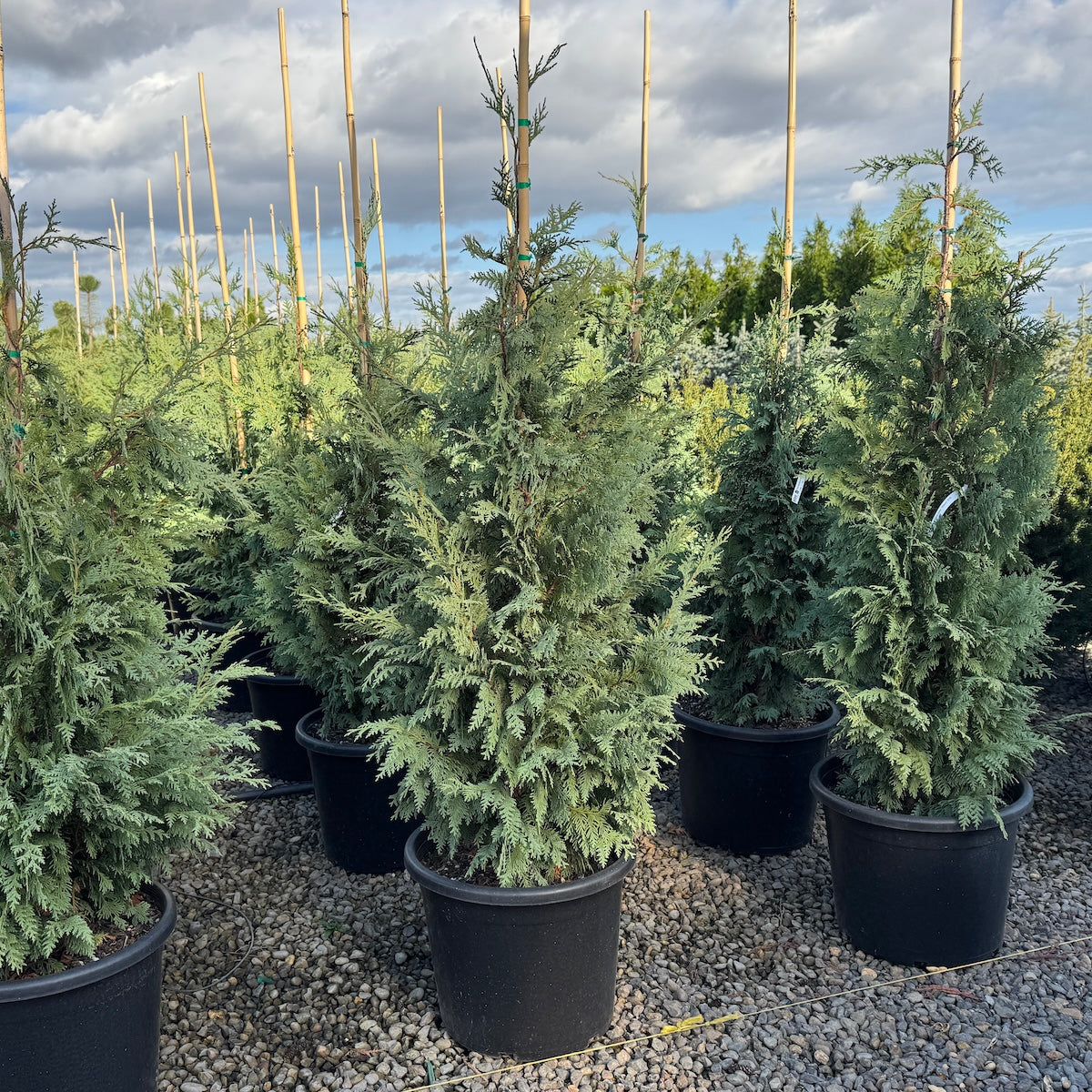 Chamaecyparis nootk. 'Glauca'