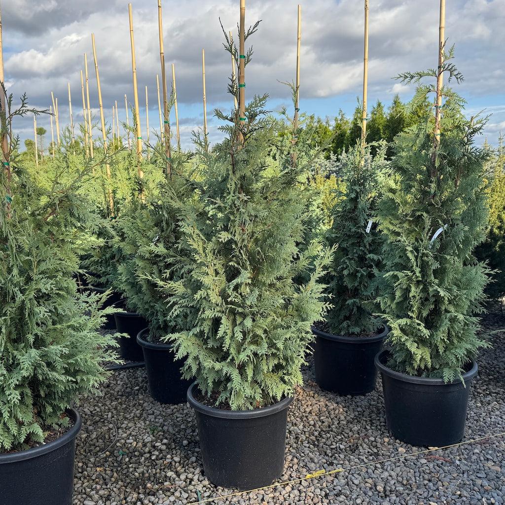 Chamaecyparis nootk. 'Glauca'