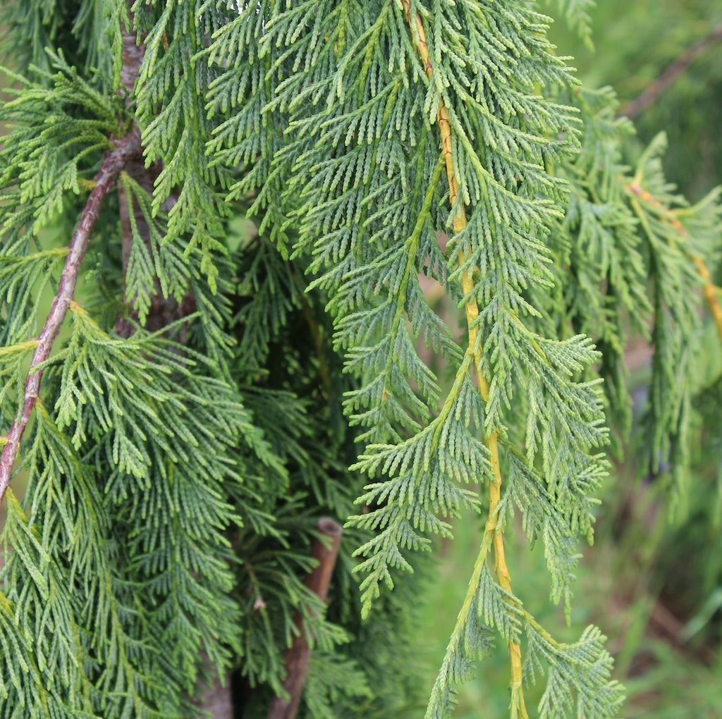 Chamaecyparis nootk. 'Green Arrow'