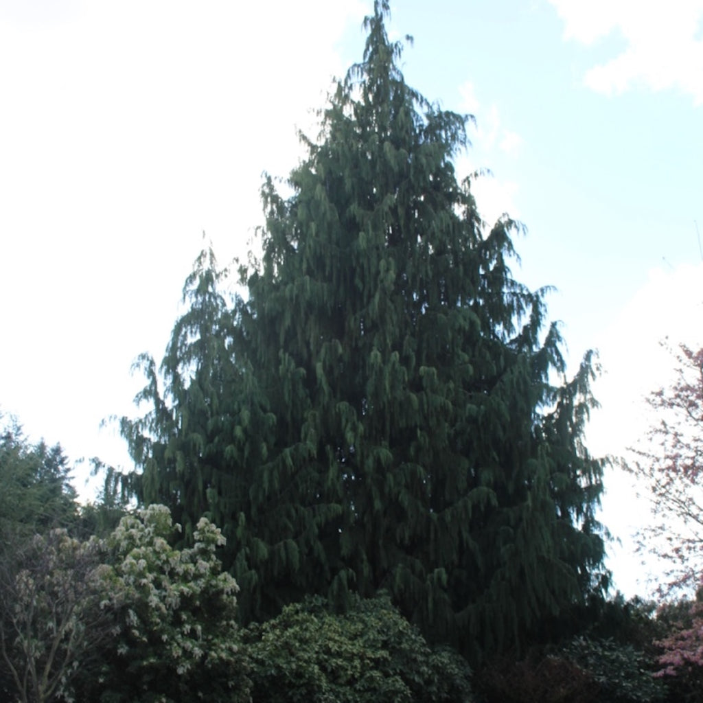 Chamaecyparis nootk. 'Pendula'
