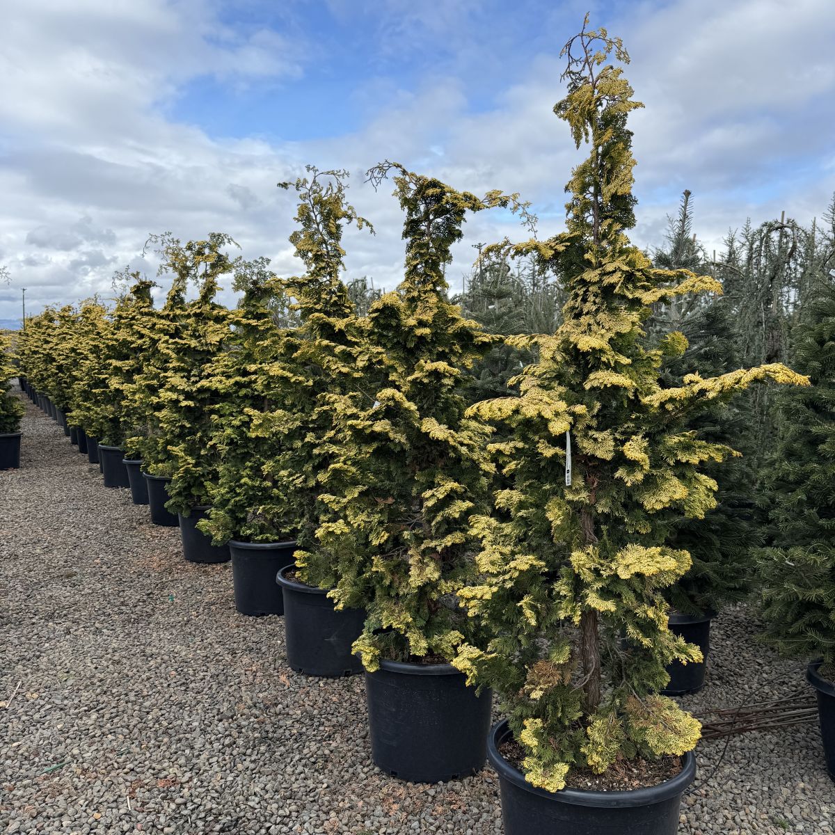 Chamaecyparis ob. 'Aurea'