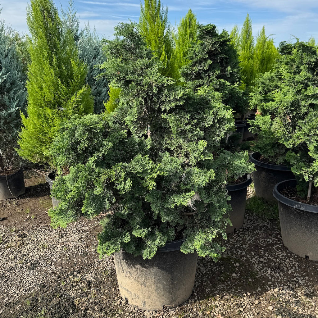 Chamaecyparis ob. 'Compacta'