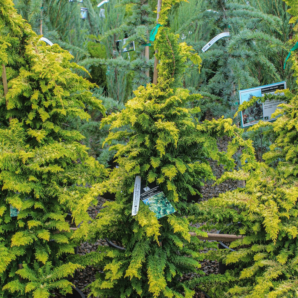 Chamaecyparis ob. 'Filicoides Aurea