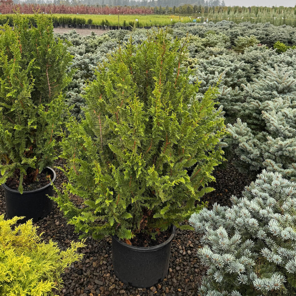 Chamaecyparis ob. 'Filicoides Aurea