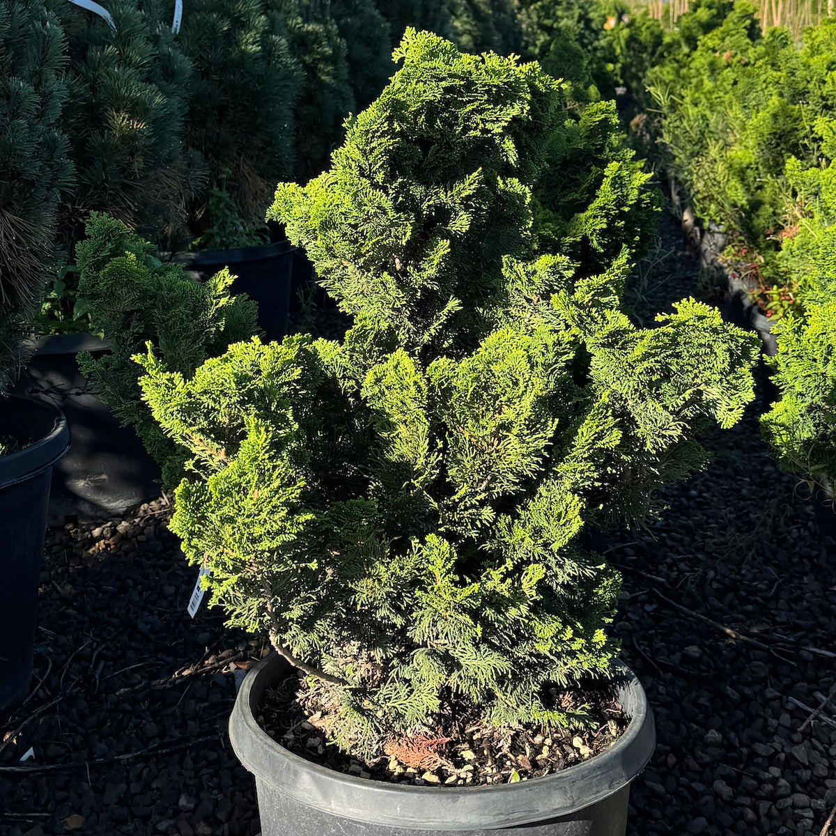 Chamaecyparis ob. 'Gracilis'