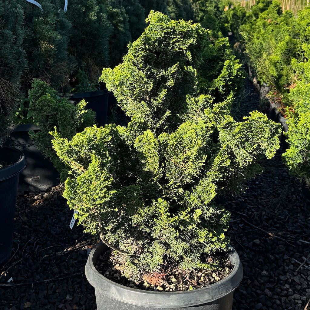 Chamaecyparis ob. 'Gracilis'