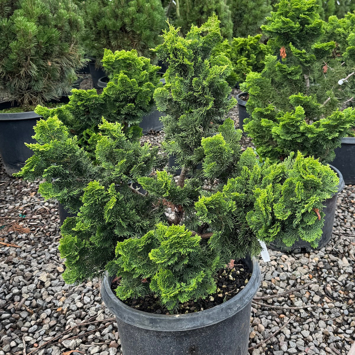 Chamaecyparis ob. 'Nana Gracilis'
