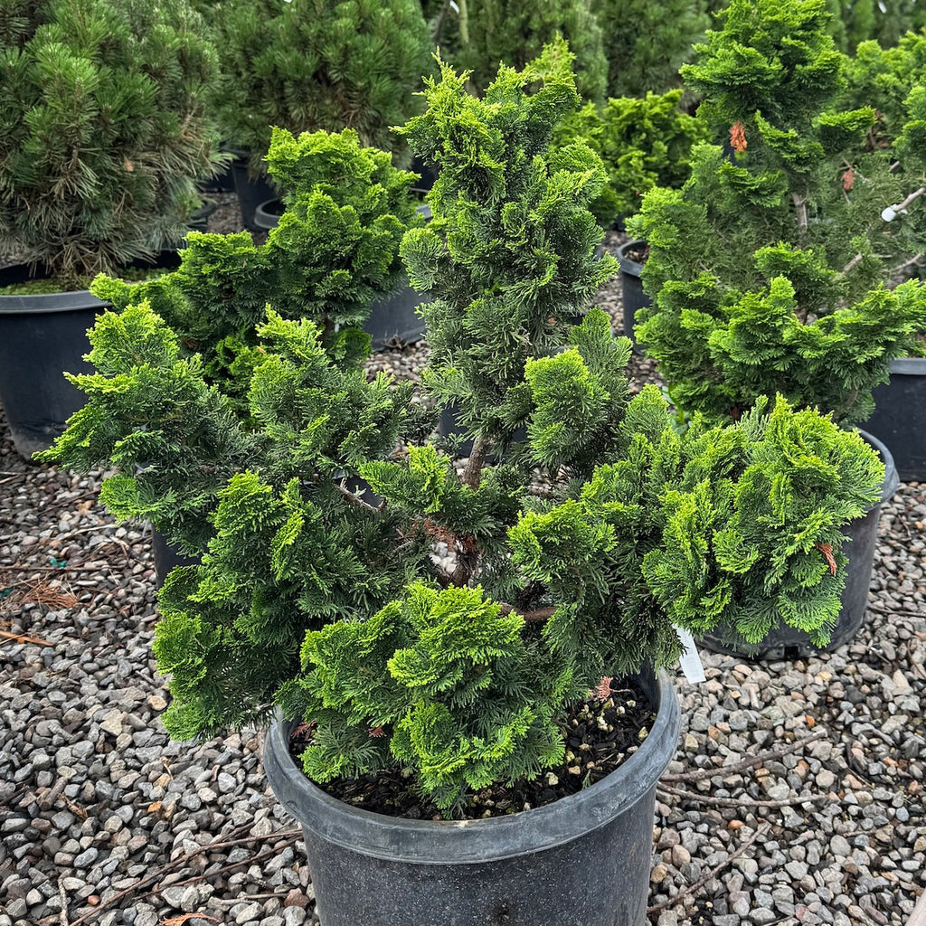 Chamaecyparis ob. 'Nana Gracilis'