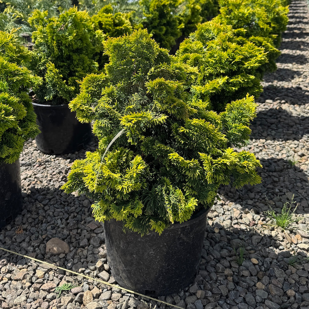 Chamaecyparis ob. 'Verdoni'