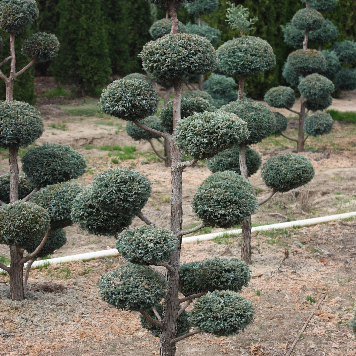 Chamaecyparis p. 'Cyanoviridis', Poodle