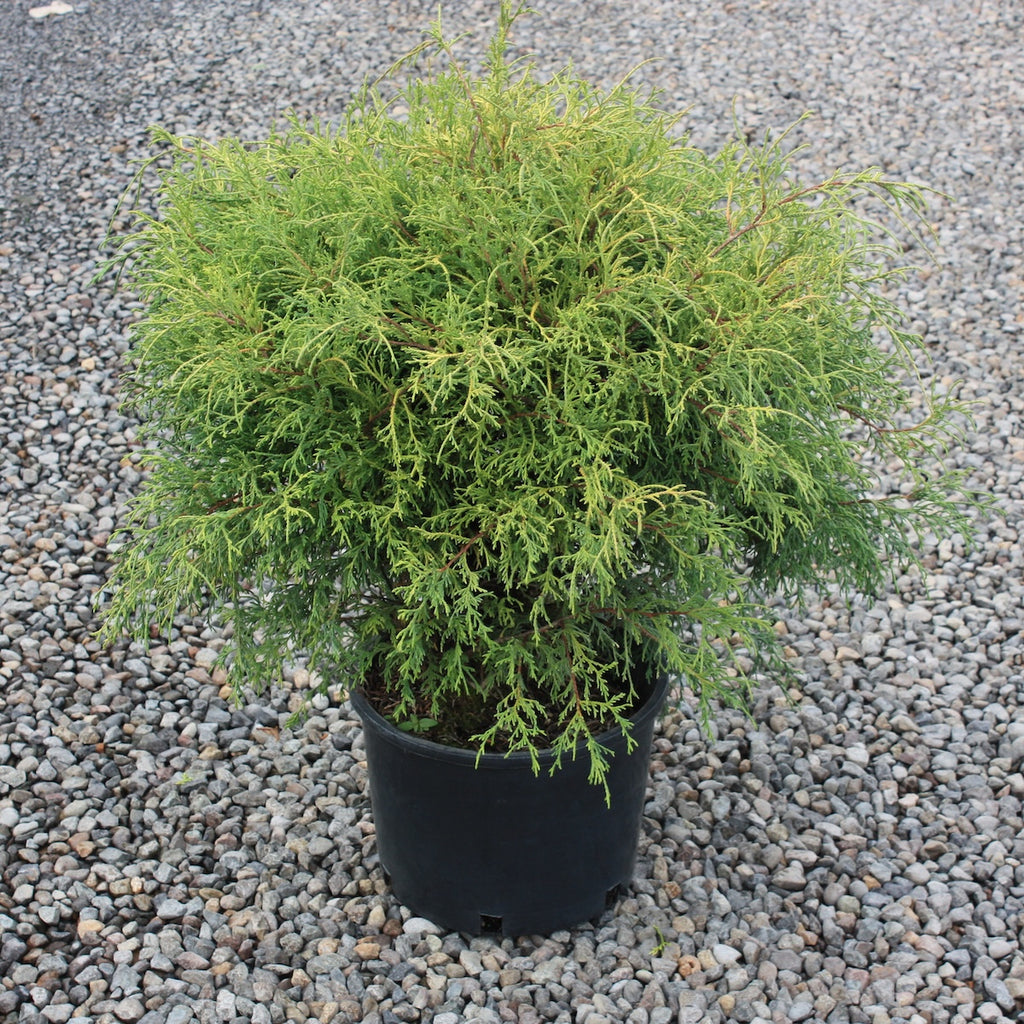 Chamaecyparis p. 'Sungold'