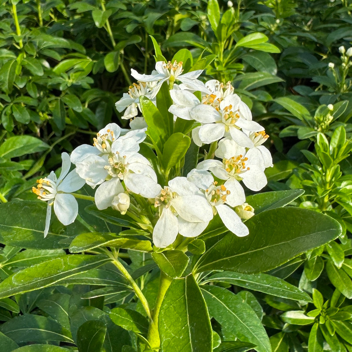 Choisya ternata