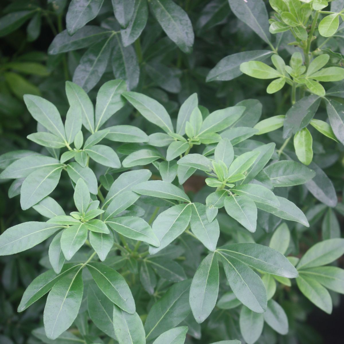 Choisya ternata