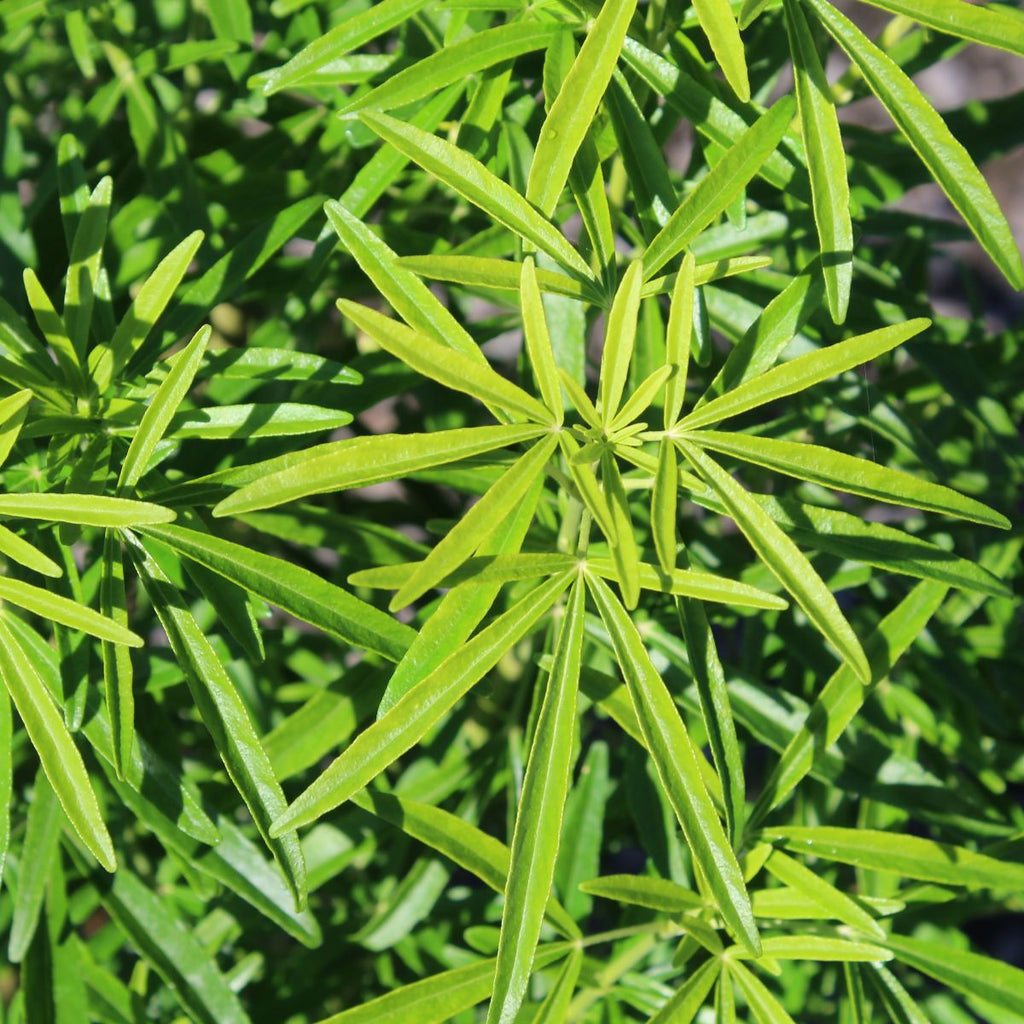 Choisya ternata 'Aztec Pearl'