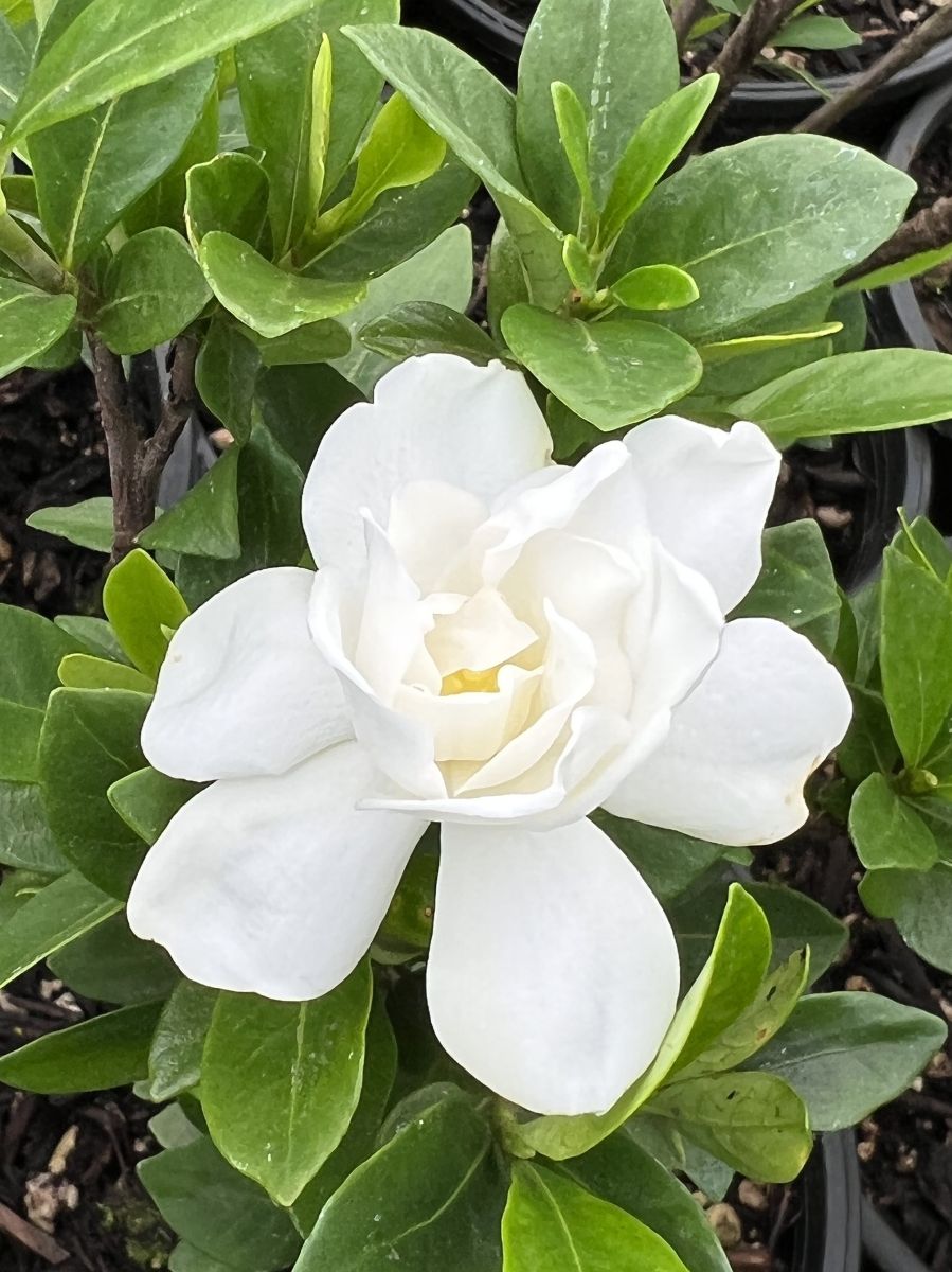Choisya ternata 'Sundance'